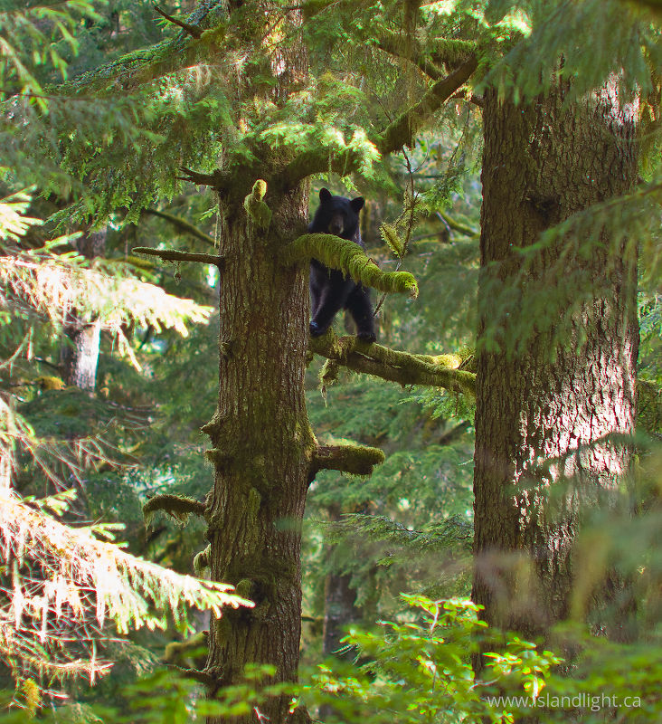   Bear photo