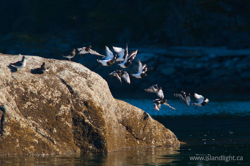   Wading bird photo
