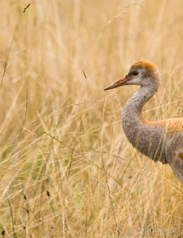   Crane photo