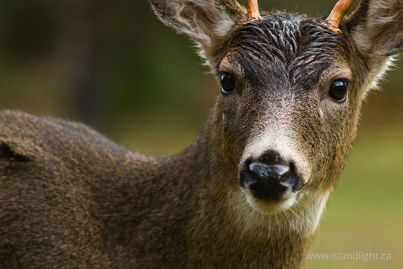   Deer photo