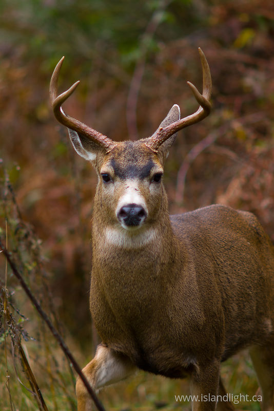   Deer photo