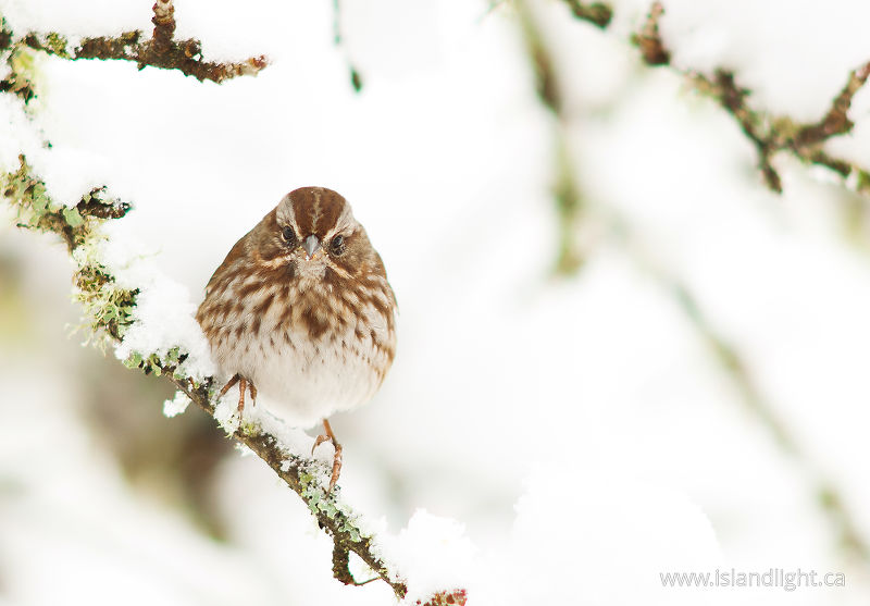   Sparrow photo