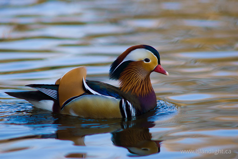 Mandarin Duck -  Duck photo