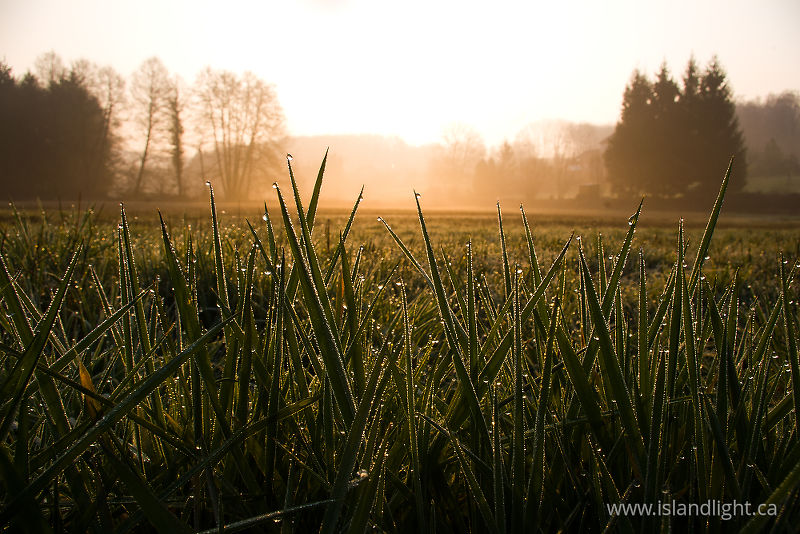 Morning Dew -  Sunrise photo