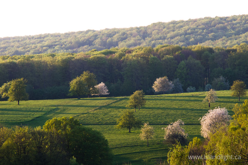 Pasture with Flowering Trees -   photo