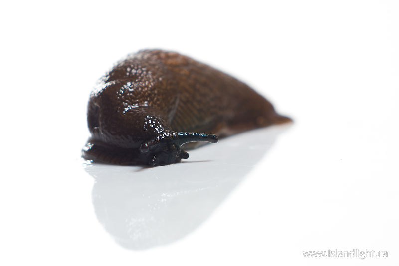   Slug photo