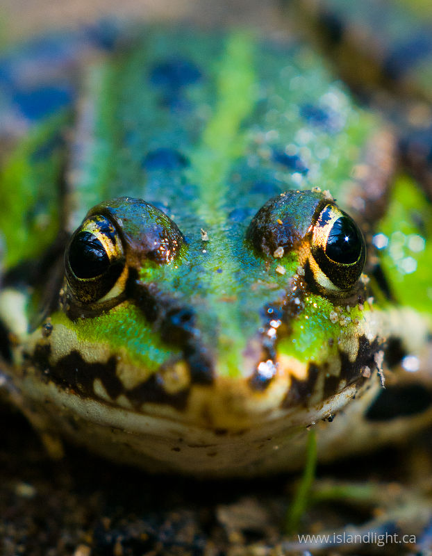   Frog photo