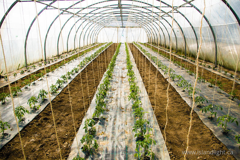   Green House photo
