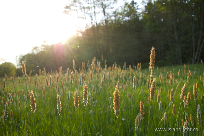   Grass photo