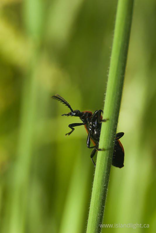   Beetle photo