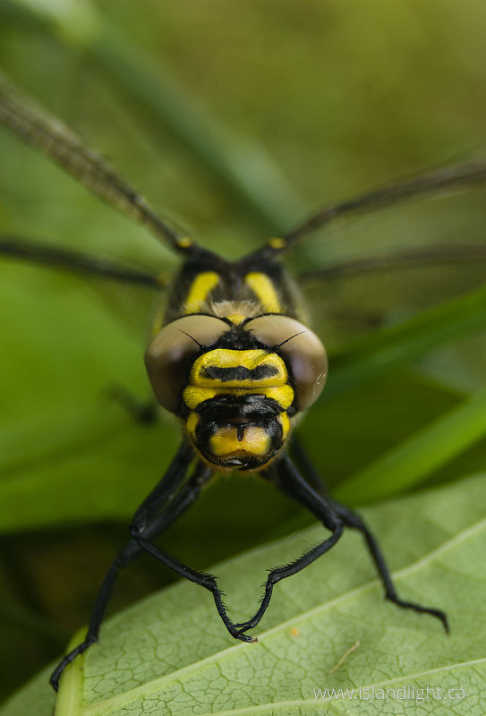   Dragonfly photo