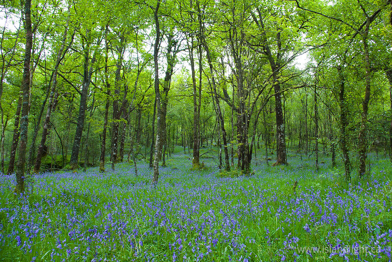   Forest photo