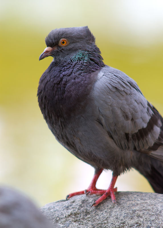   Pigeon photo