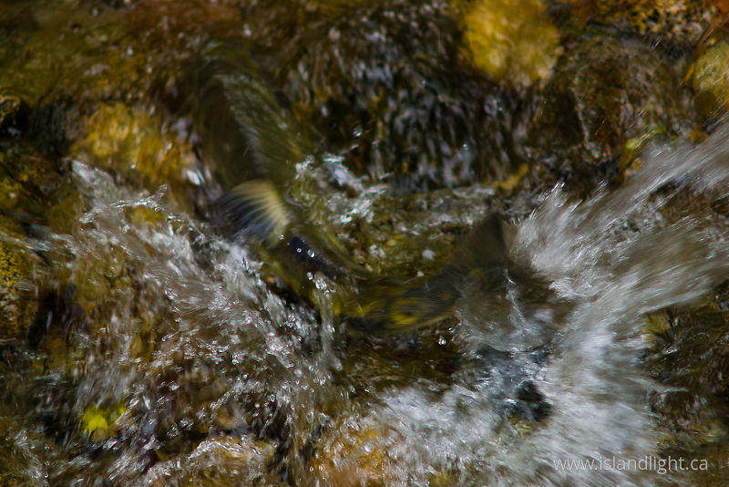 Chum Power -   photo