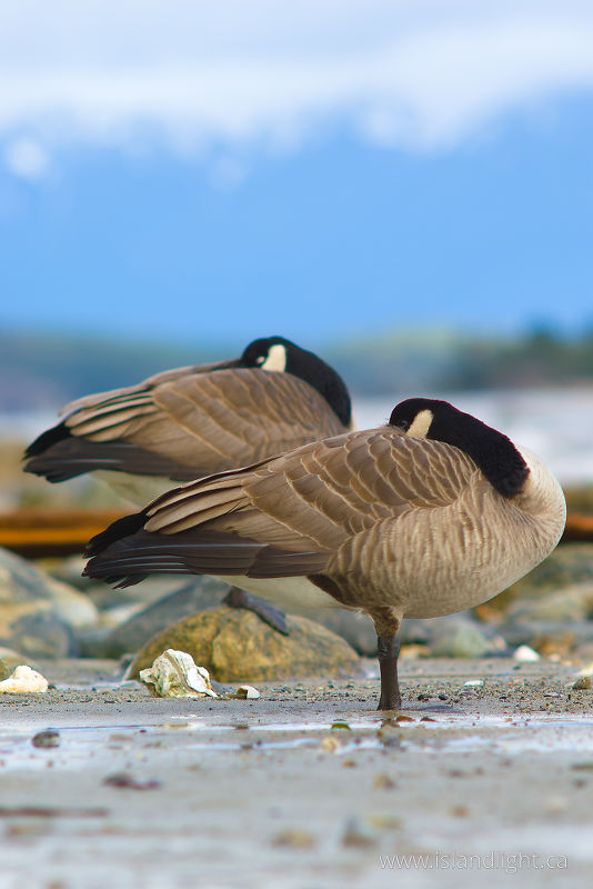 Canada Geese -  Geese photo