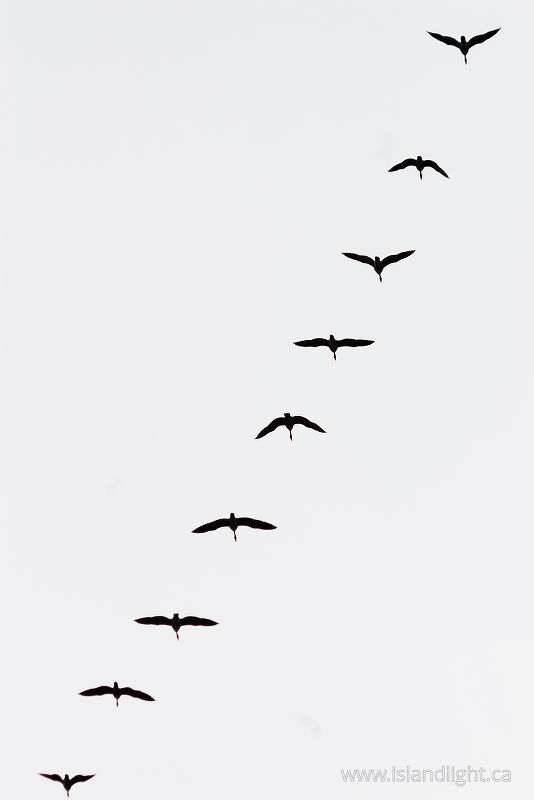   Goose photo