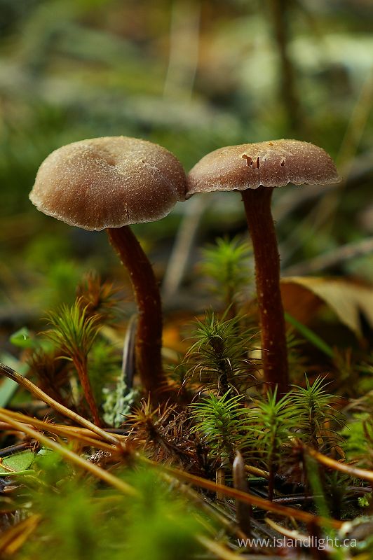 Two Mushrooms -  Mushroom photo