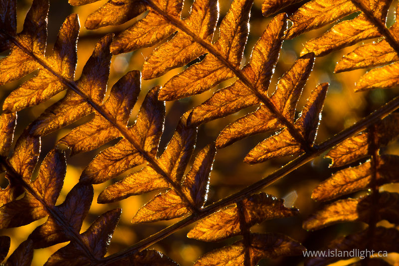   Bracken photo