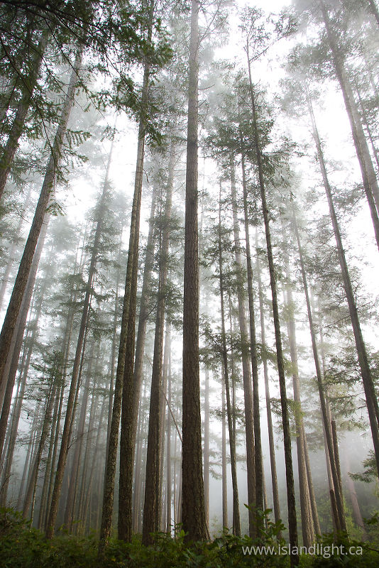   Forest photo