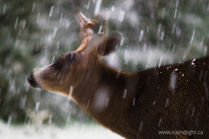   Deer photo