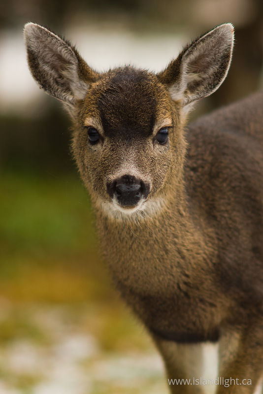   Deer photo
