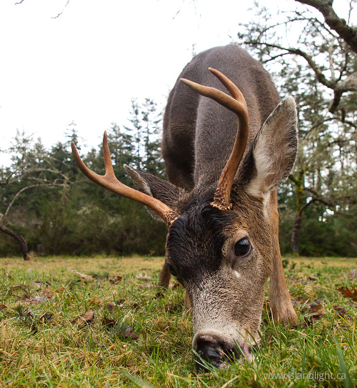 Blacktail Deer (Odocoileus hemionus) -   photo