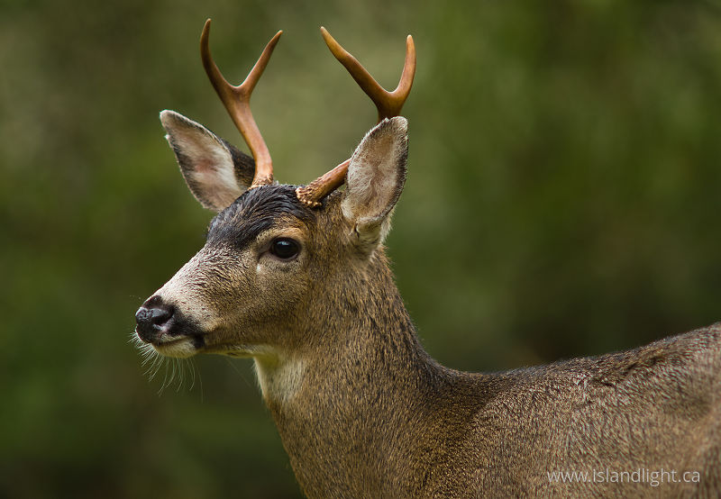   Deer photo