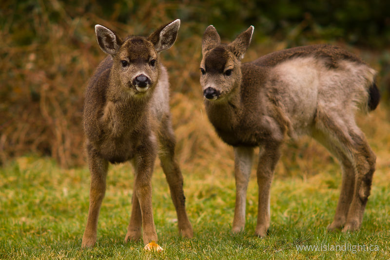 Two Young Deer - Cortes Island Deer photo