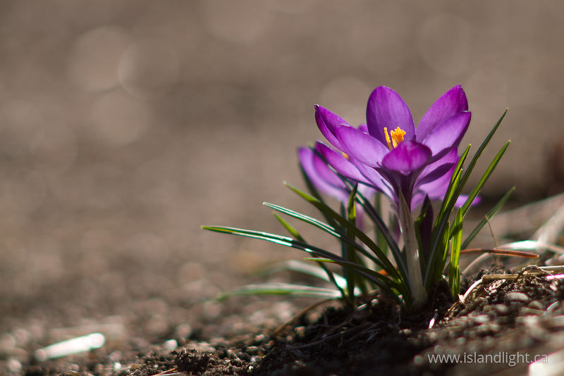   Flower photo