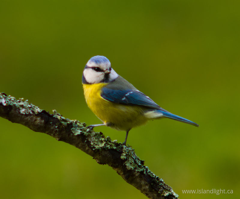 Blue Tit -   photo