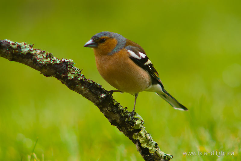Chaffinch -   photo