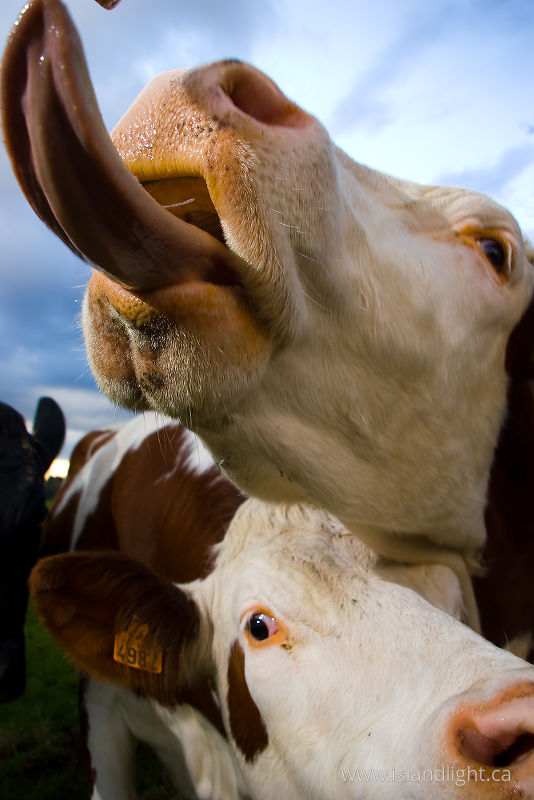   Cow photo