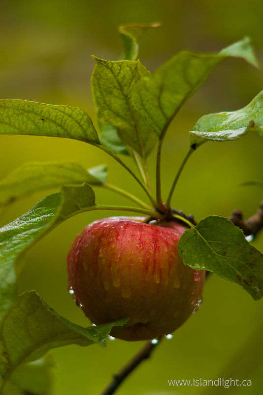   Fruit photo