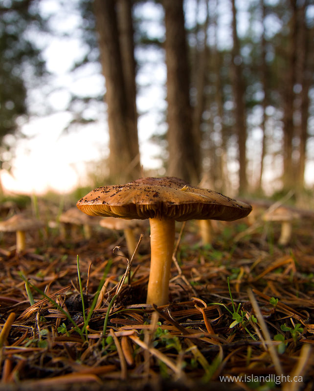   Mushroom photo