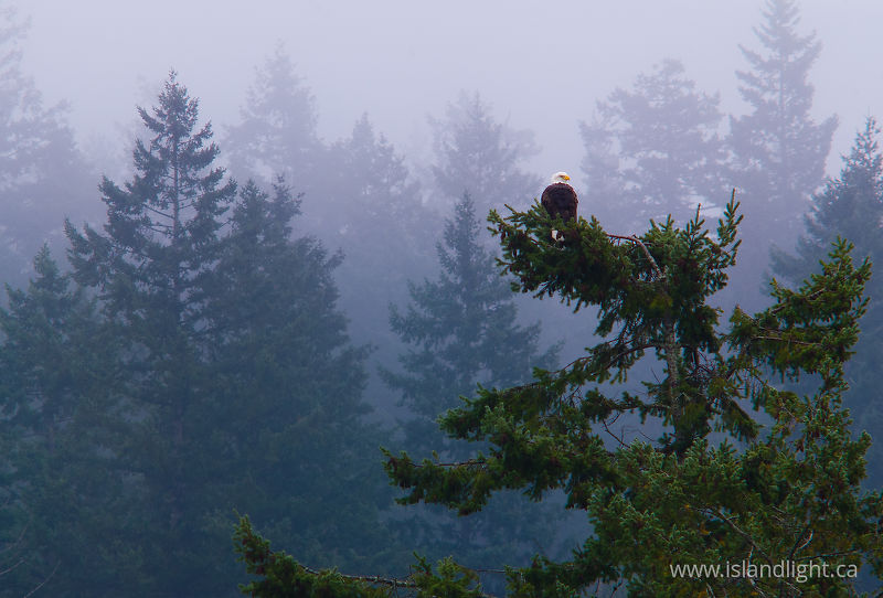   Bald Eagle photo