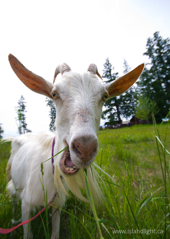 No kidding, It's a Goat! -   photo