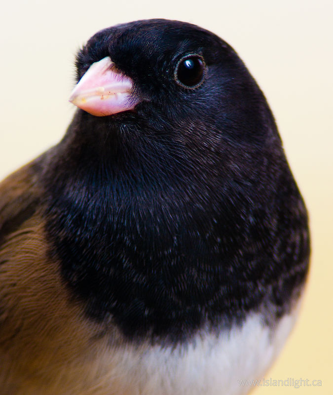   Junco photo
