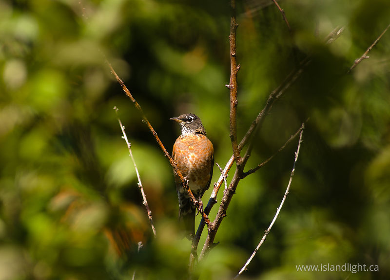   Robin photo