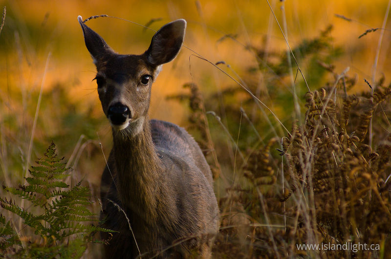   Deer photo