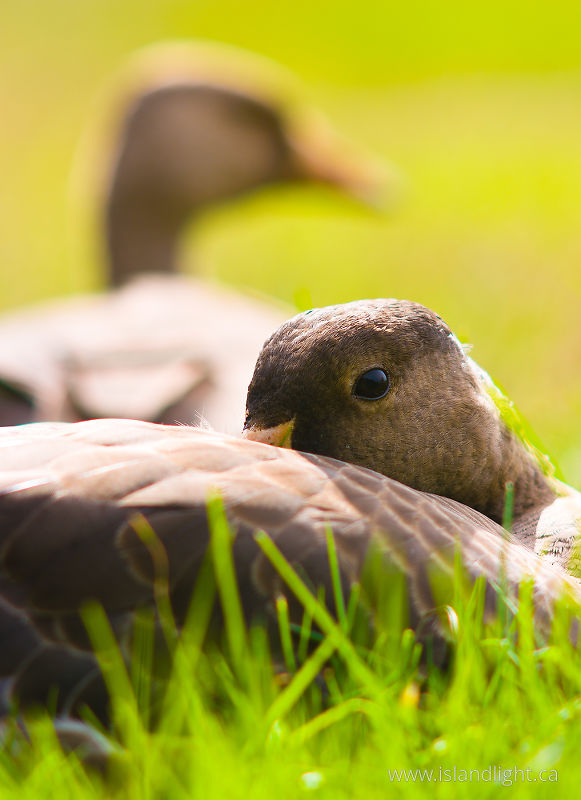   Goose photo