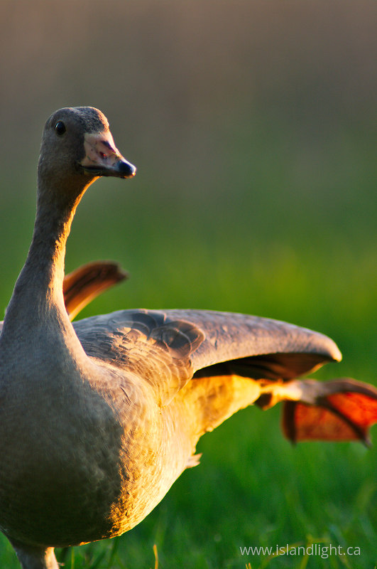 Stretch -  Greater White-fronted Goose photo