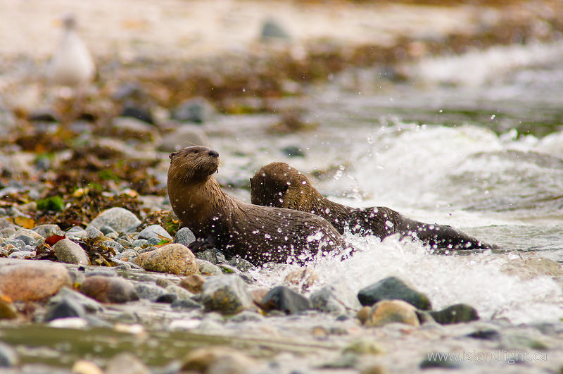 Northern River Otters -   photo