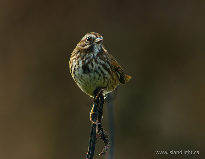   Sparrow photo