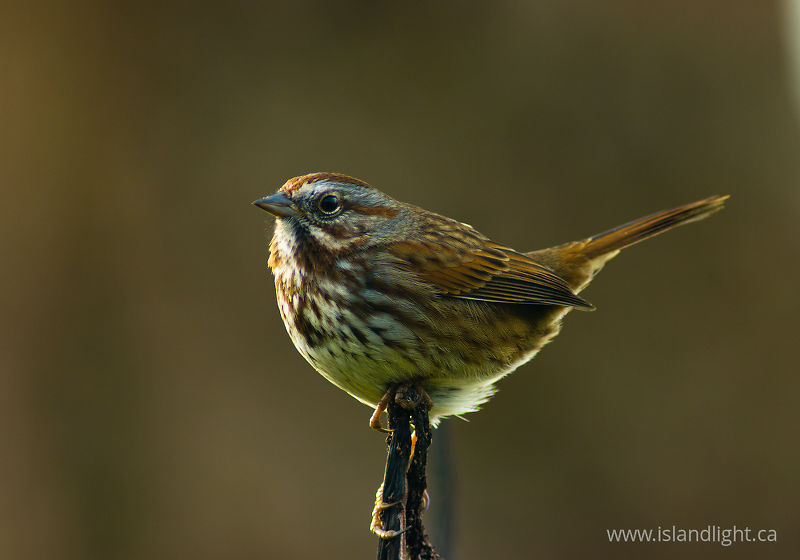   Sparrow photo