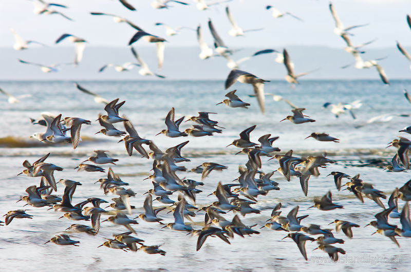   Dunlin photo
