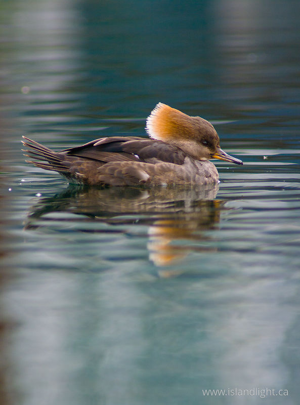   Merganser photo