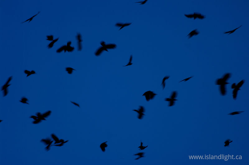 Crows Cavorting -   photo