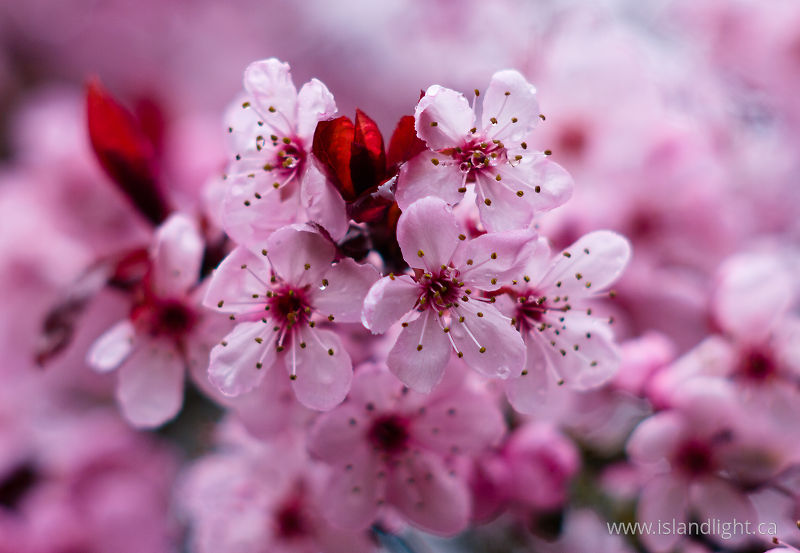  Flower photo