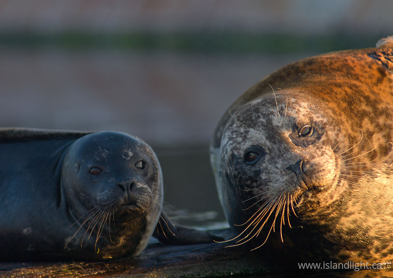   Seal photo