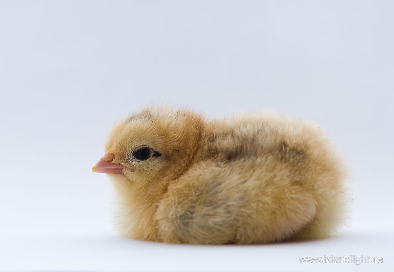 Seated Portrait of a Young Chicken -  Baby Bird photo